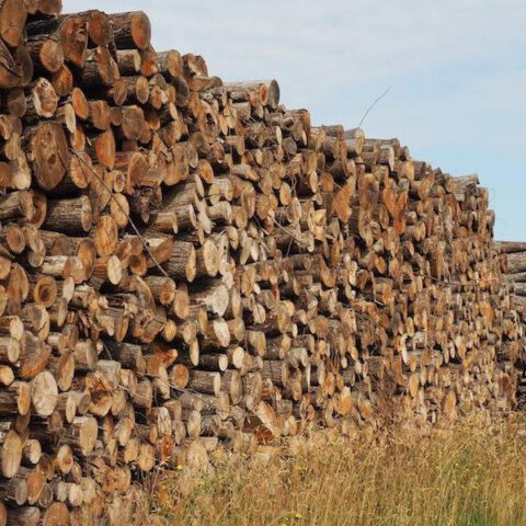 BOIS DE CHAUFFAGE – CHÂTAIGNIER – LONGUEUR 2M